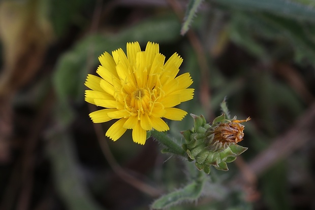 mlieč zelinný Sonchus oleraceus L.