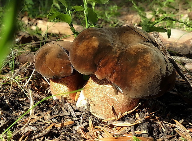 hríb zrnitohlúbikový Sutorius luridiformis (Rostk.) G. Wu & Zhu L. Yang