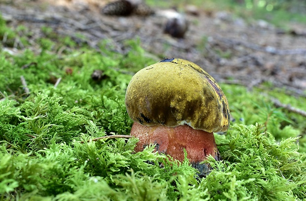 hríb zrnitohlúbikový Sutorius luridiformis (Rostk.) G. Wu & Zhu L. Yang