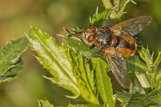 bystruša červenonohá ♂ Tachina fera (Linnaeus, 1761)