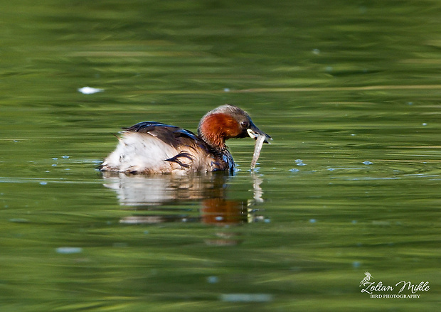 potápka malá Tachybaptus ruficollis