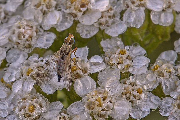 vrtivka ♀ Tephritis vespertina  (Loew, 1844)