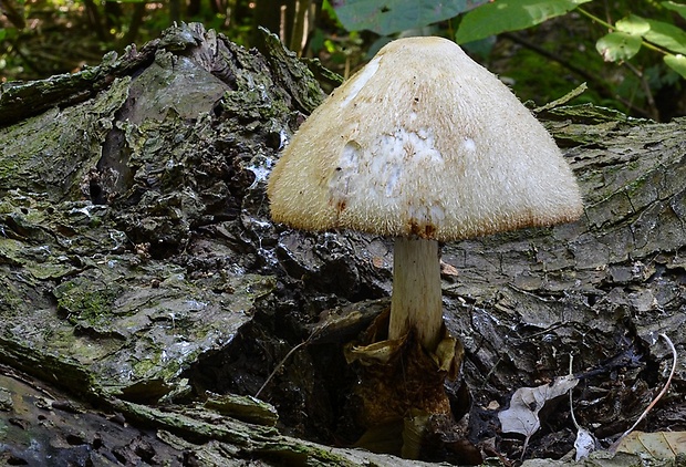 pošvovec stromový Volvariella bombycina (Schaeff.) Singer