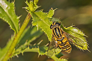 pestrica ♀