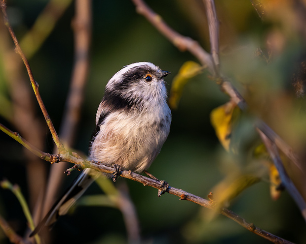 mlynárka dlhochvostá Aegithalos caudatus