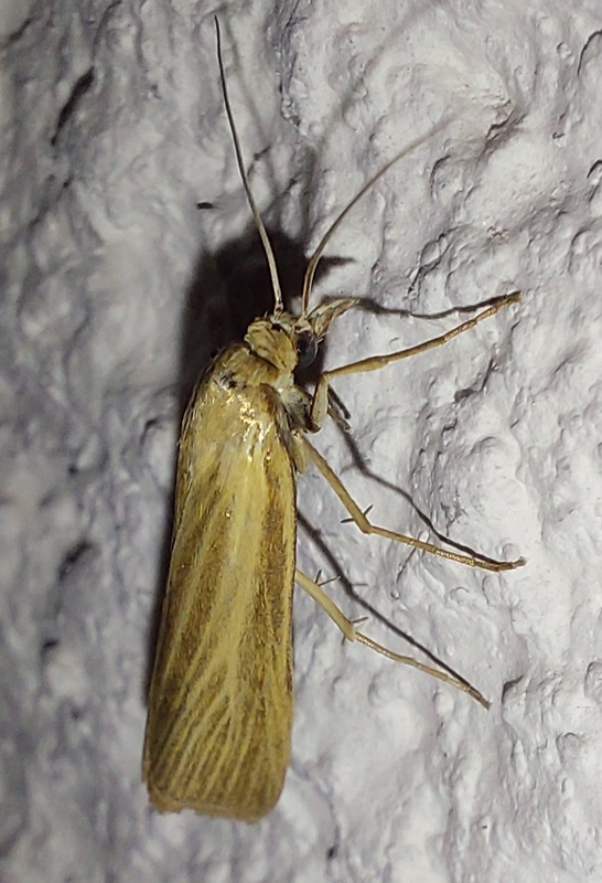 trávovec trávový Agriphila tristella