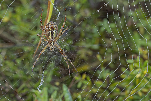 križiak pásavý  Argiope bruennichi (Scopoli, 1772)