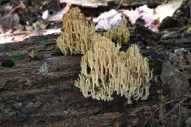 korunovec svietnikovitý Artomyces pyxidatus (Pers.) Jülich