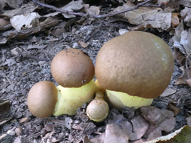 hríb príveskatý Butyriboletus appendiculatus (Schaeff. ex Fr.) Secr.