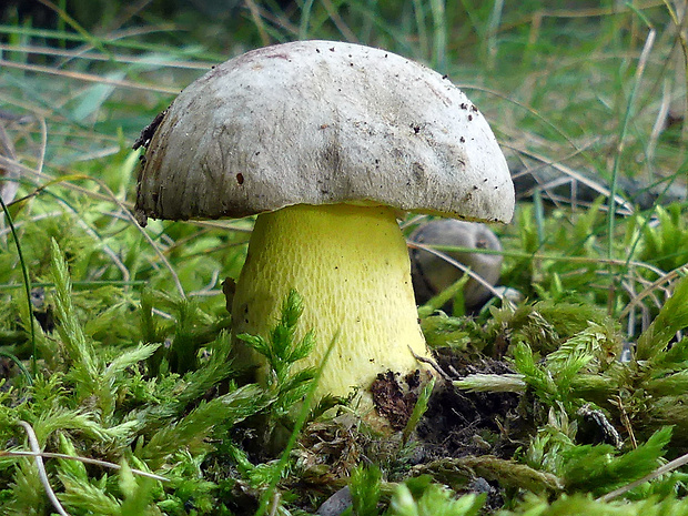 hríb striebristý Butyriboletus fechtneri (Velen.) D. Arora & J.L. Frank