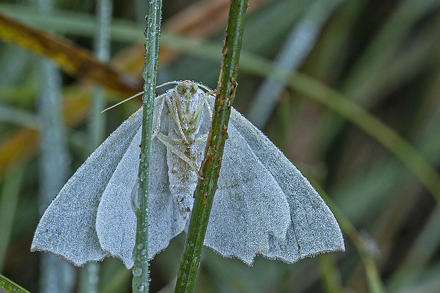 listnatka hrabová Campaea marginata (Linnaeus, 1758)