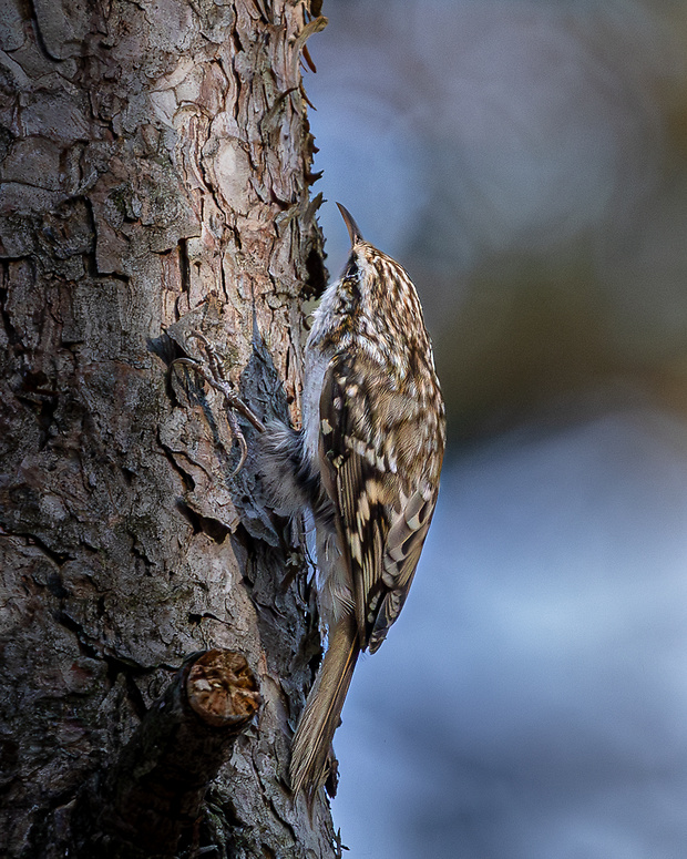 kôrovník dlhoprstý Certhia familiaris