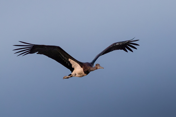 bocian čierny Ciconia nigra