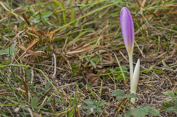 jesienka obyčajná Colchicum autumnale