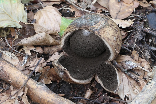 hviezdovka vlasatá Geastrum melanocephalum (Czern.) V.J. Staněk