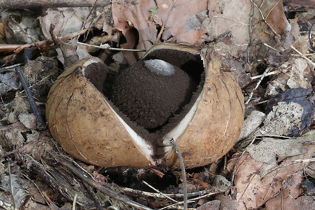 hviezdovka vlasatá Geastrum melanocephalum (Czern.) V.J. Staněk