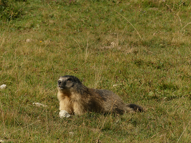 svišť vrchovský Marmota marmota