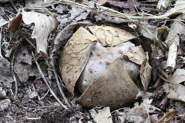 mnohokrčka dierkovaná Myriostoma coliforme (Dicks.) Corda