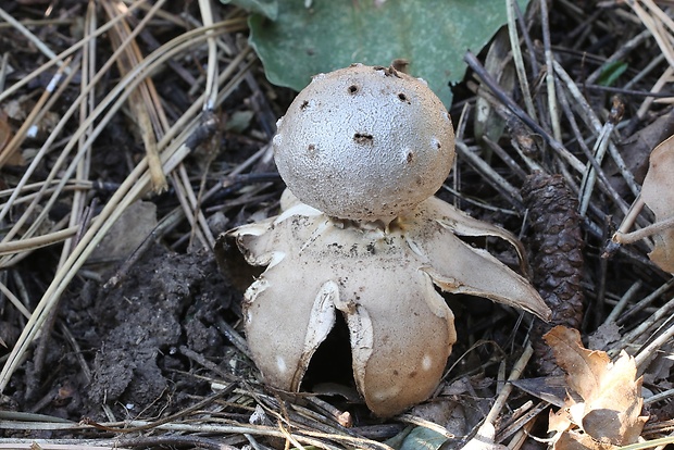 mnohokrčka dierkovaná Myriostoma coliforme (Dicks.) Corda