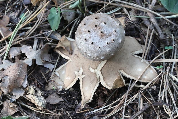 mnohokrčka dierkovaná Myriostoma coliforme (Dicks.) Corda