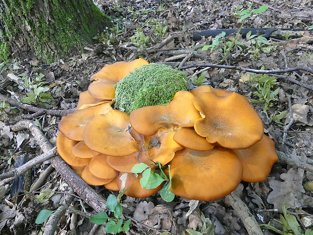 kališník hnedooranžový Omphalotus olearius (DC.) Singer