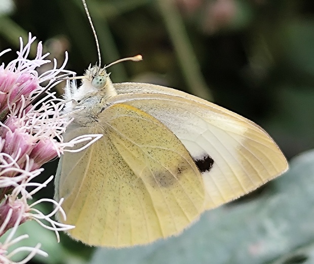 mlynárik repový  Pieris rapae