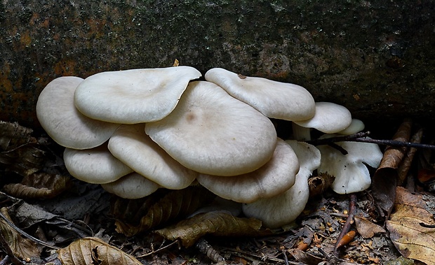 hliva buková Pleurotus pulmonarius (Fr.) Quél.