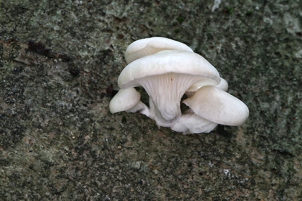 hliva buková Pleurotus pulmonarius (Fr.) Quél.