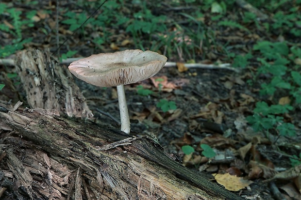 štítovka jelenia Pluteus cervinus (Schaeff.) P. Kumm.