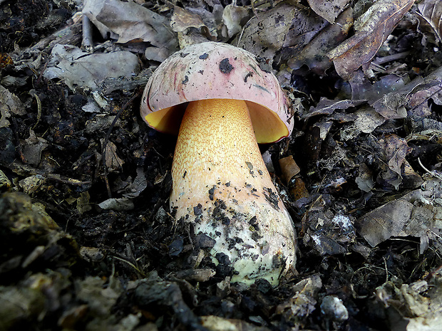 hríb Le Galovej Rubroboletus legaliae (Pilát & Dermek) Della Maggiora & Trassin.