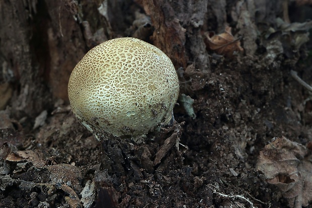 pestrec obyčajný Scleroderma citrinum Pers.