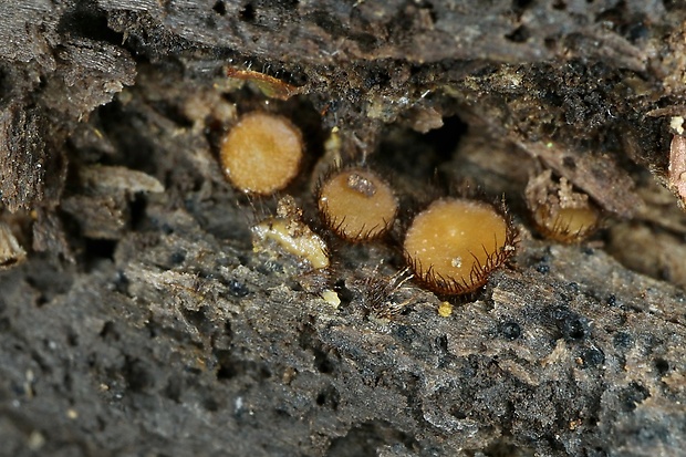 štítovnička Scutellinia sp.