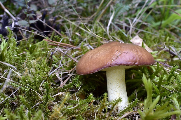 masliak Suillus sp.