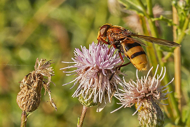 pestrica sršňovitá Volucella zonaria (Poda, 1761)