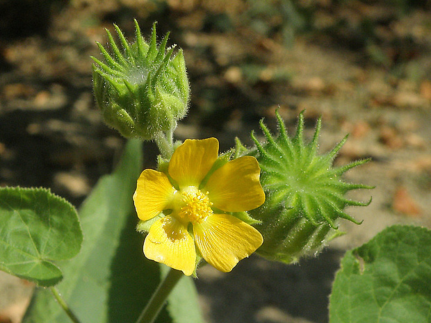 podslnečník theofrastov Abutilon theophrasti Medik.