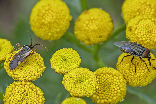 bzdôška čierna a bzučivka Adelphocoris seticornis, Stomorhina lunata