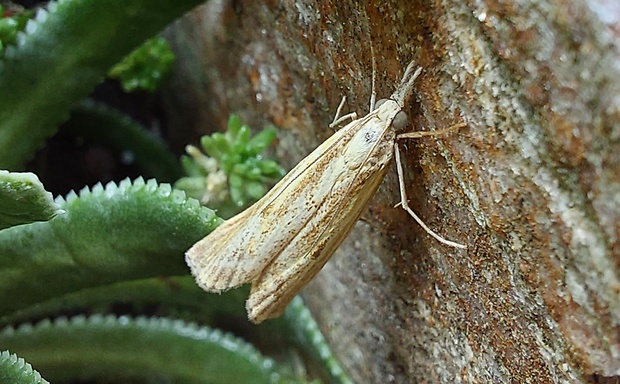 trávovec prúžkatý Agriphila cf.inquinatella