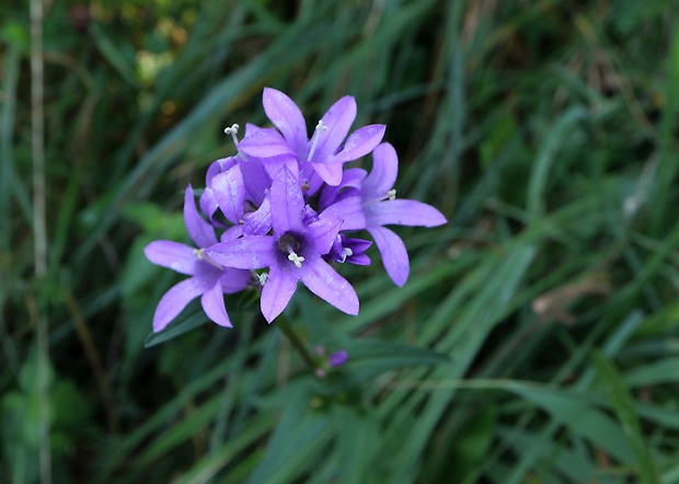 zvonček klbkatý Campanula glomerata agg. L.