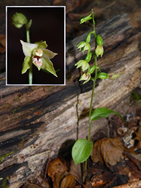 kruštík neskorý Epipactis albensis Nováková & Rydlo