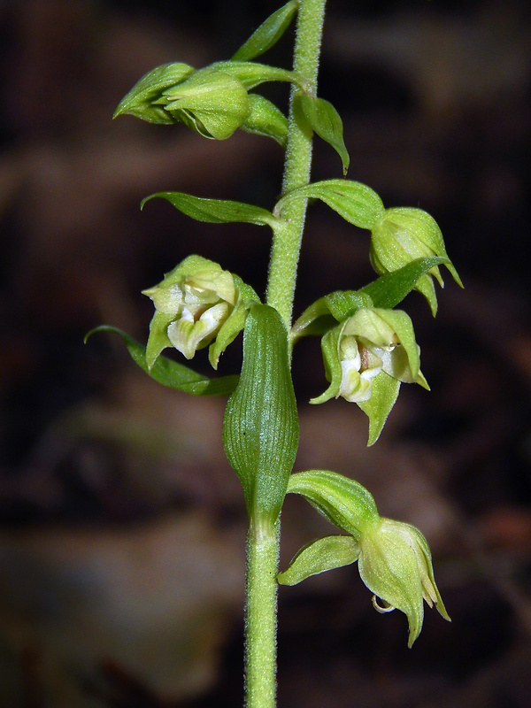 kruštík Epipactis moravica Batoušek