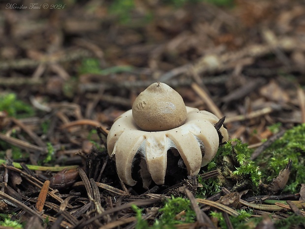 hviezdovka strapkatá Geastrum fimbriatum Fr.