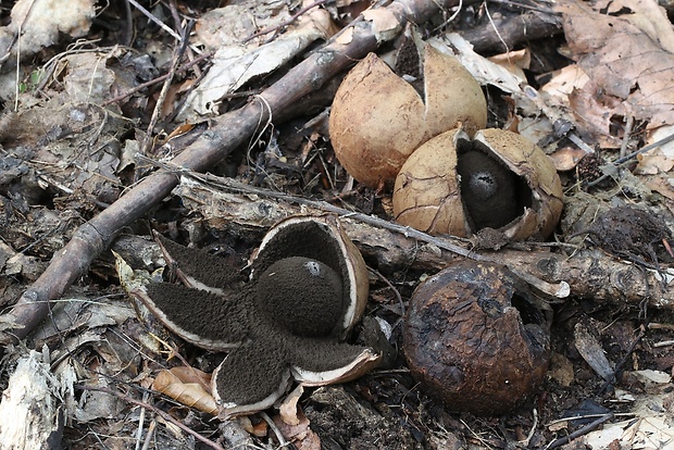 hviezdovka vlasatá Geastrum melanocephalum (Czern.) V.J. Staněk