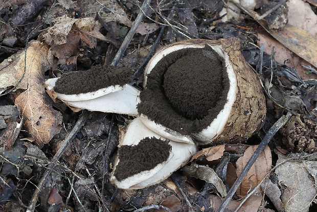 hviezdovka vlasatá Geastrum melanocephalum (Czern.) V.J. Staněk