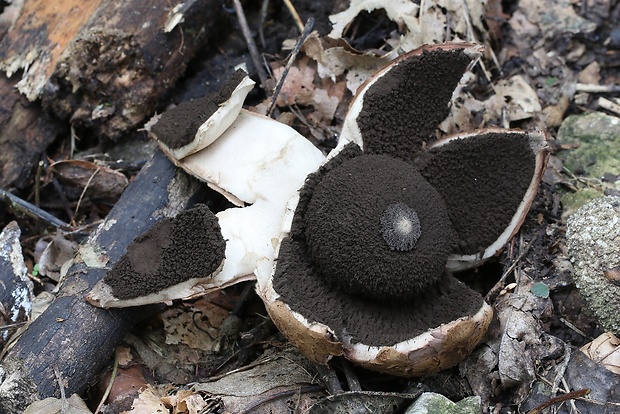 hviezdovka vlasatá Geastrum melanocephalum (Czern.) V.J. Staněk