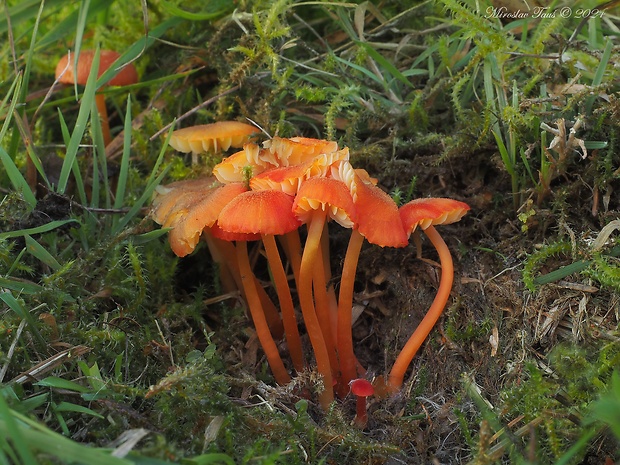 lúčnica mokraďová Hygrocybe helobia (Arnolds) Bon