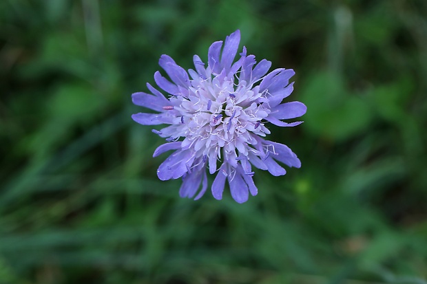 chrastavec roľný Knautia arvensis (L.) Coult.