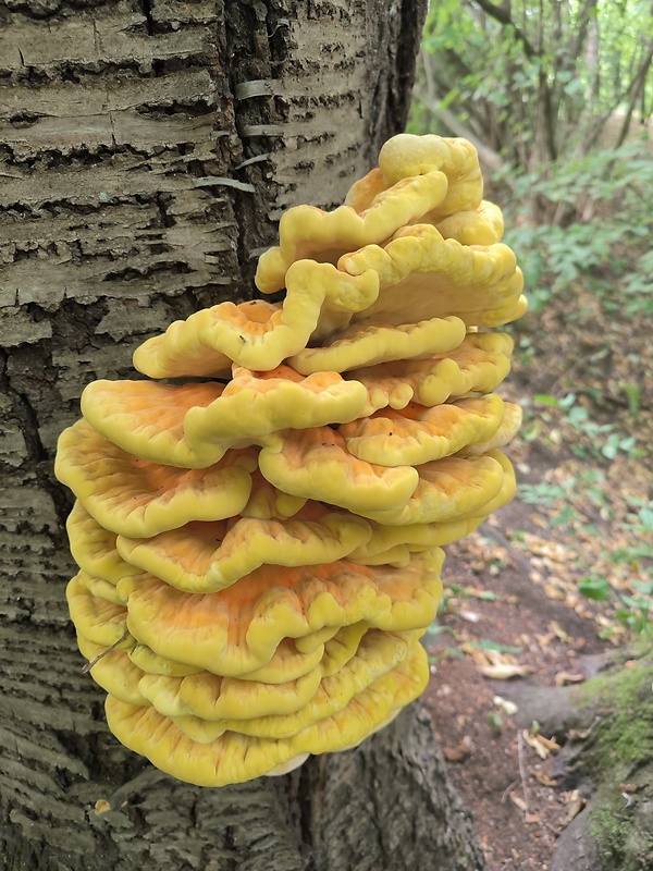 sírovec obyčajný Laetiporus sulphureus (Bull.) Murrill