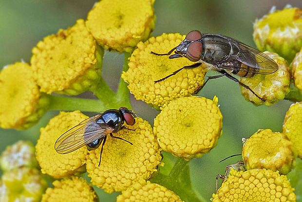 tieňovka a bzučivka  Minettia austriaca, Stomorhina lunata