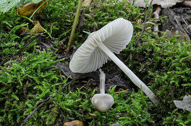 prilbička Mycena sp.