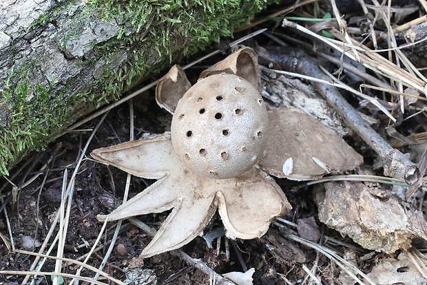 mnohokrčka dierkovaná Myriostoma coliforme (Dicks.) Corda